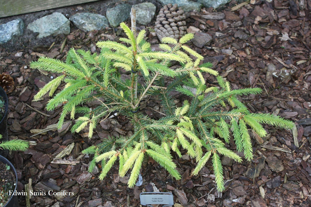 Picea abies 'Solar Burst'